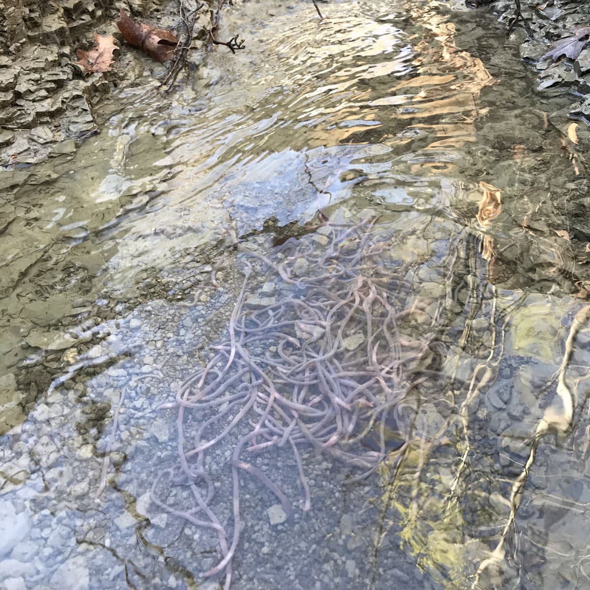 Aquatic Earthworms