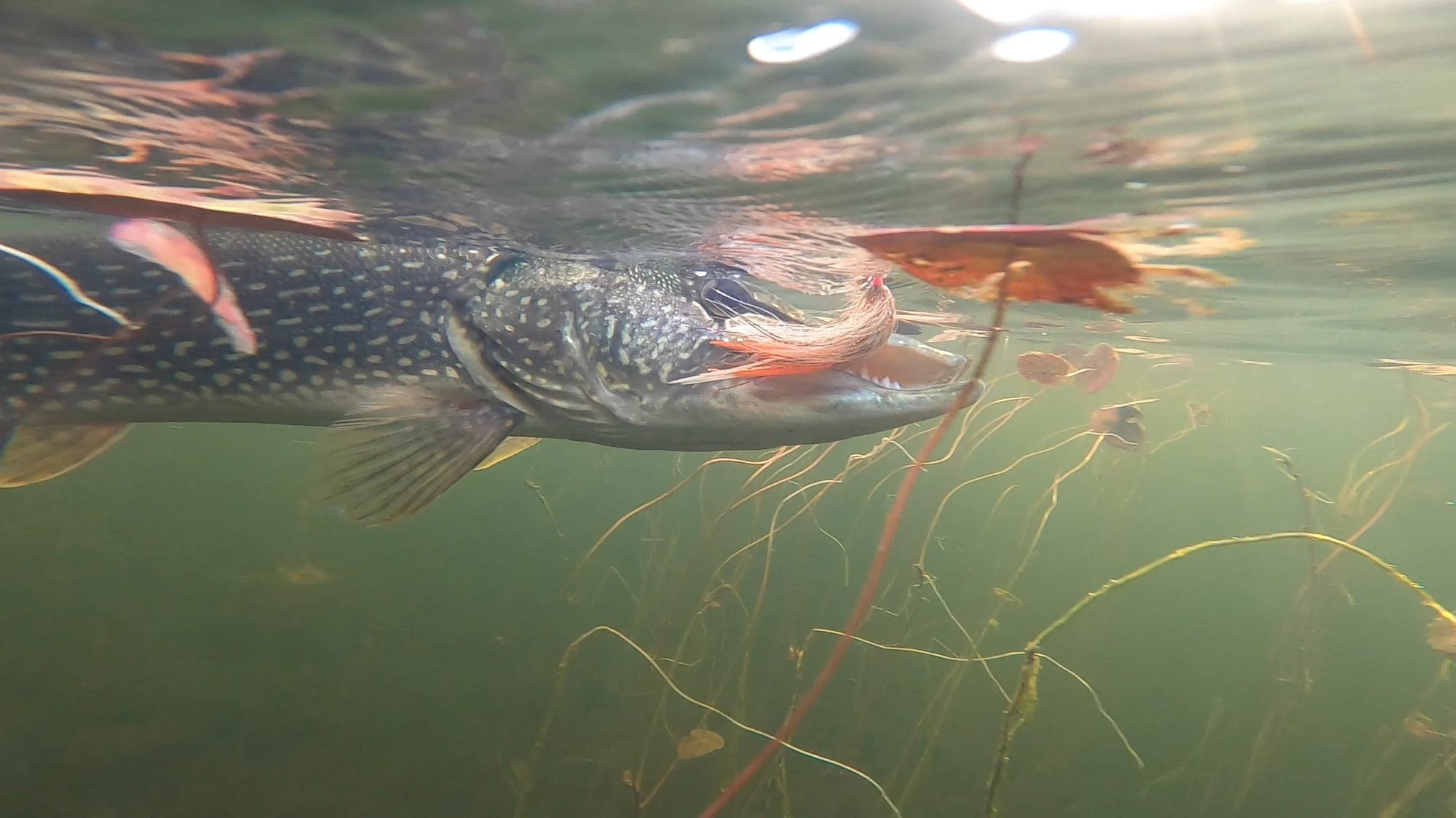 Fishing Junk Water
